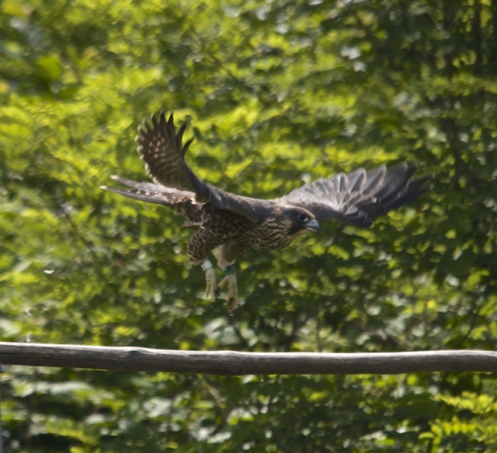 Shenandoah falcon quail1g 1024x933 - Privatizing National Parks Puts America's Best Idea At Risk