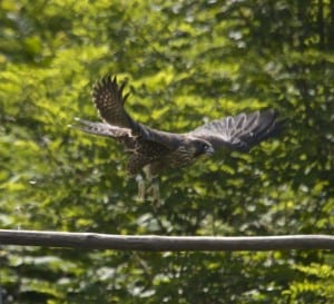 Shenandoah falcon quail1g 300x273 - Shenandoah_falcon-quail1g