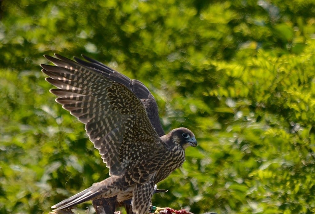 Shenandoah falcon quail1h 1024x696 - Legendary Peregrine Falcons Make Slow Comeback from DDT