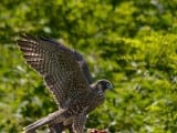 Shenandoah_falcon-quail1h