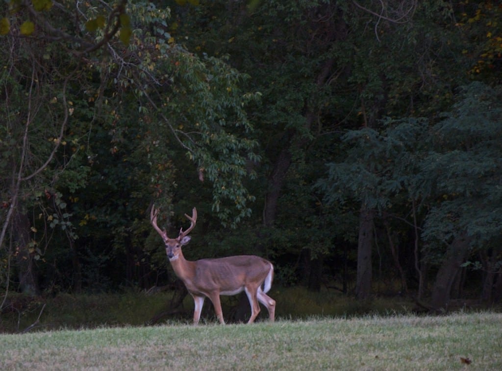 Greenbelt buck1bl 1024x758 - My Year as a Volunteer VIP Campground Host Comes to an End