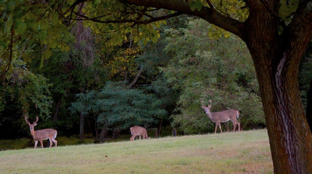 Greenbelt buck2bl 1024x570 - My Year as a Volunteer VIP Campground Host Comes to an End