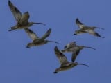 Handout photo of Far Eastern Curlew shore birds