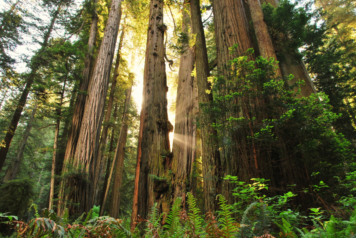 RedwoodNPJessicaWatzSTE 1200 - Ten John Muir Quotes to Inspire People to Explore America’s Great Outdoors
