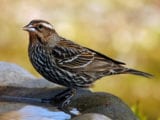 female grosbeak31711abcb 160x120 - squirrell1