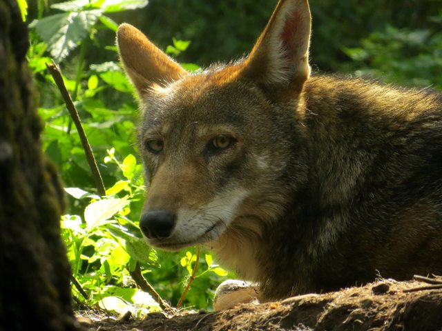 Jacob WolfHaven - Can the Red Wolf Survive in the Wild?