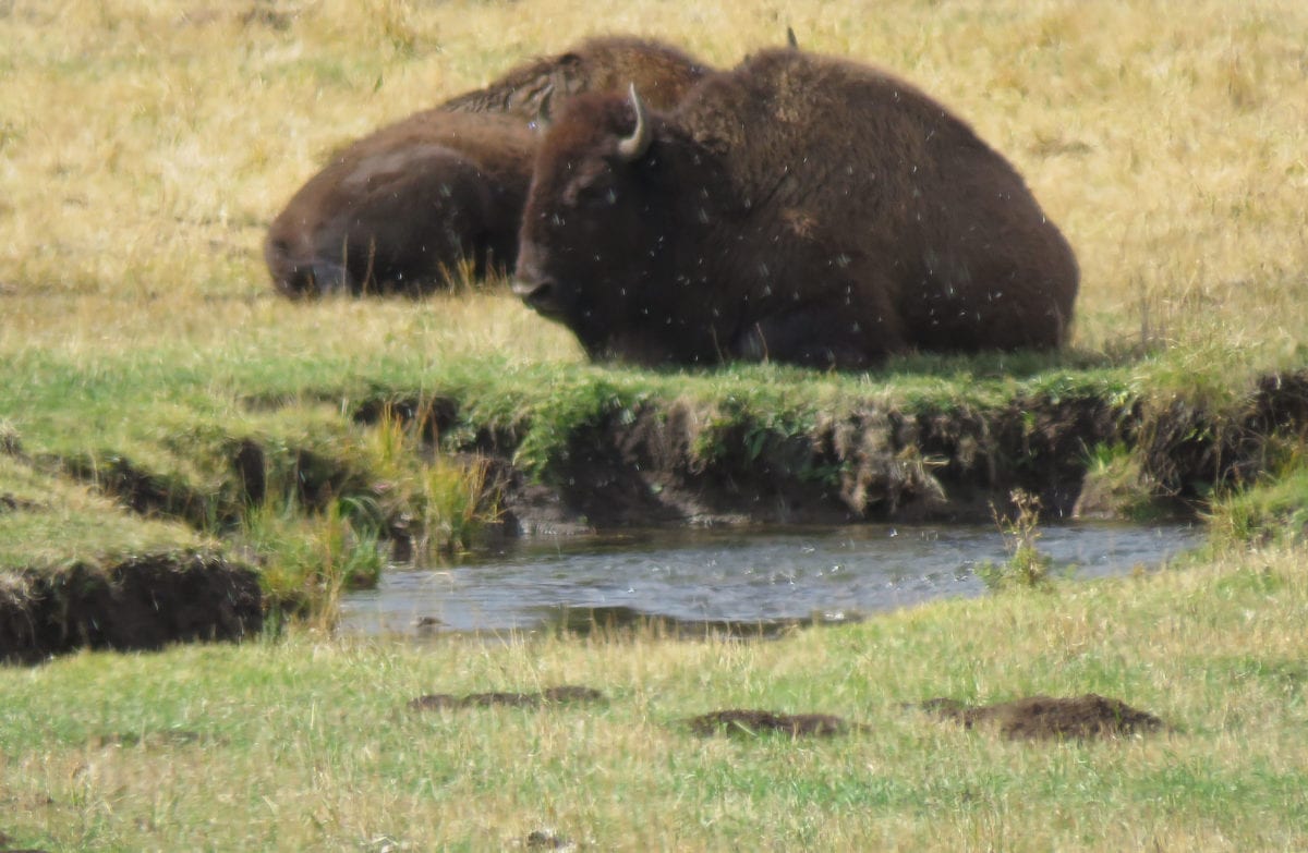 IMG 1567 edited 1 1200x783 - Privatizing National Parks Puts America's Best Idea At Risk