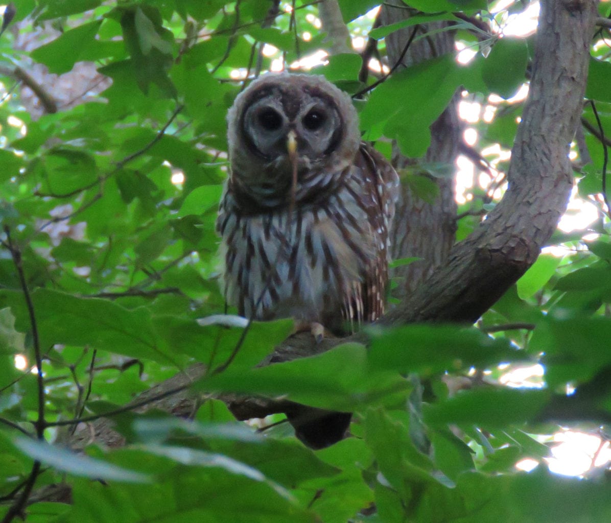 greenbelt owl1a 1196x1024 - An Update on Thoreau's Necessities of Life