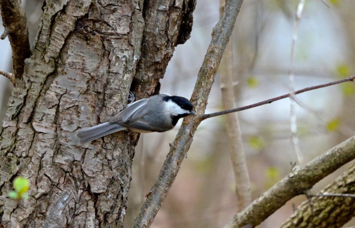 Spring Bird Migration Coming Soon Along the Gulf Coast Patapsco chickadee1a 1200x771 - Spring Bird Migration Coming Soon Along the Gulf Coast