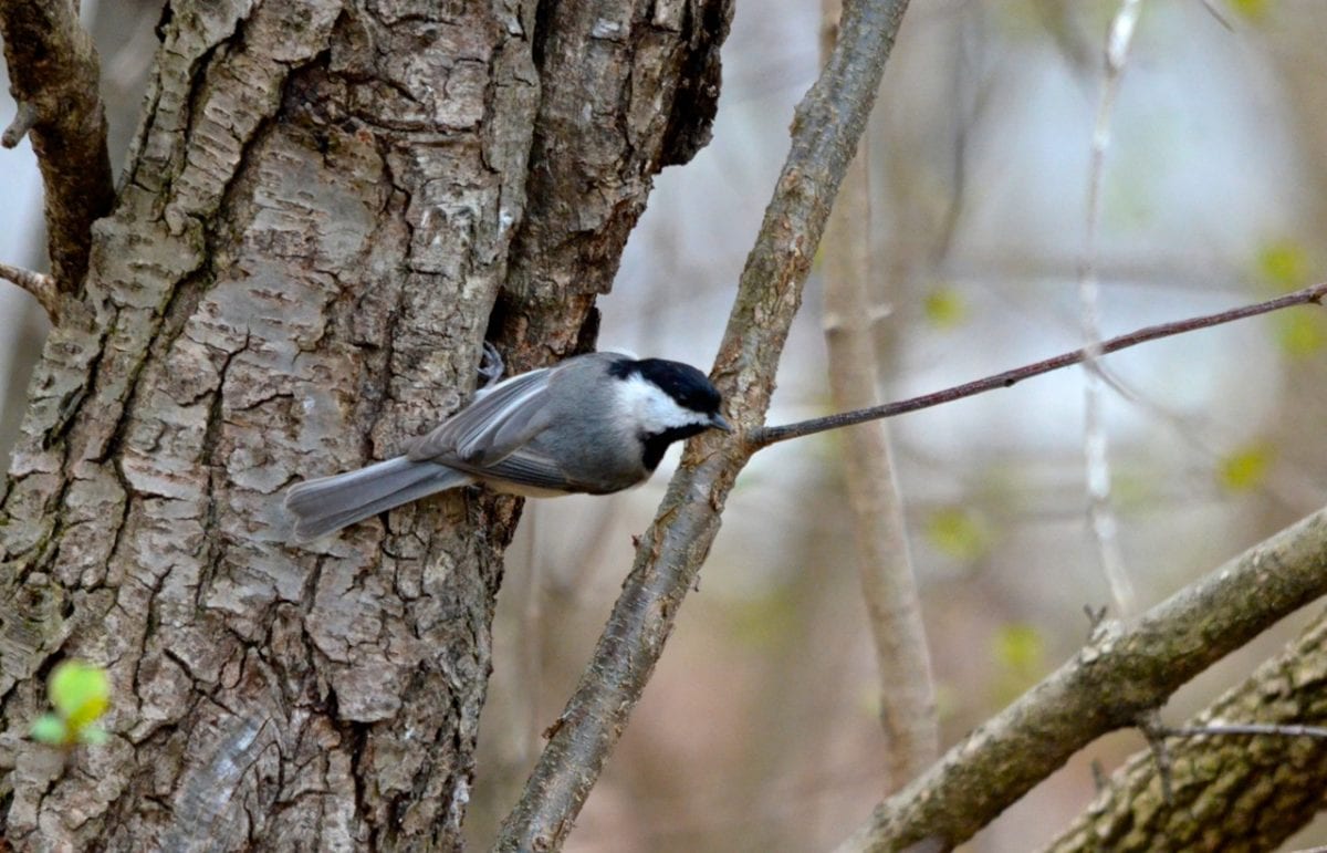 Patapsco chickadee1a 1200x771 - Spring Bird Migration Coming Soon Along the Gulf Coast