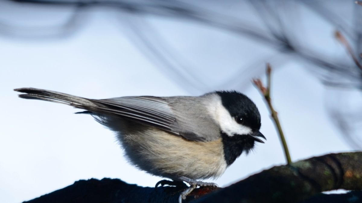 Snow1 2013t 1200x675 - Spring Bird Migration Coming Soon Along the Gulf Coast