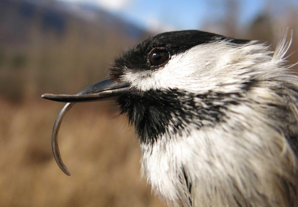 black capped chickadeeB 1200x833 - Spring Bird Migration Coming Soon Along the Gulf Coast