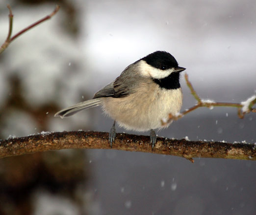 Spring Bird Migration Coming Soon Along the Gulf Coast chickadee10ab - Spring Bird Migration Coming Soon Along the Gulf Coast