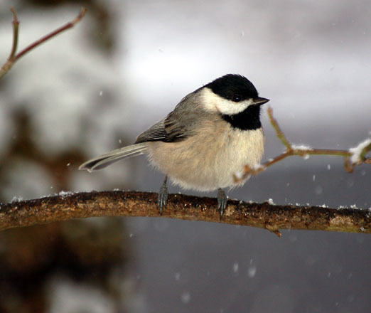 chickadee10ab - Spring Bird Migration Coming Soon Along the Gulf Coast