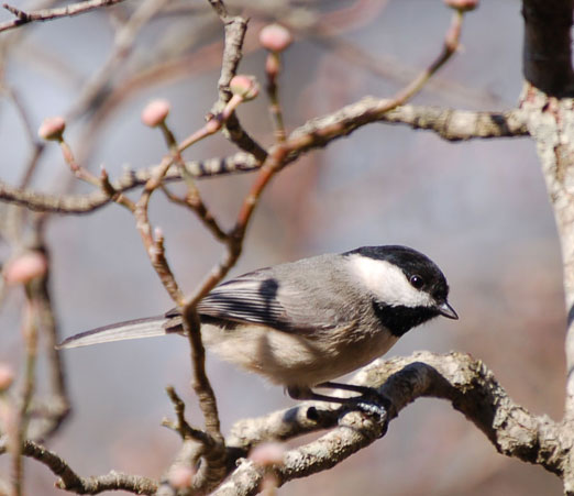 Spring Bird Migration Coming Soon Along the Gulf Coast chickadee21907x - Spring Bird Migration Coming Soon Along the Gulf Coast