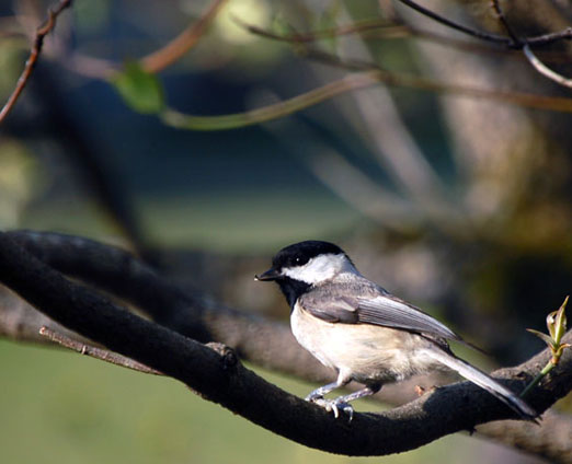 chickadee32107bb - Spring Bird Migration Coming Soon Along the Gulf Coast