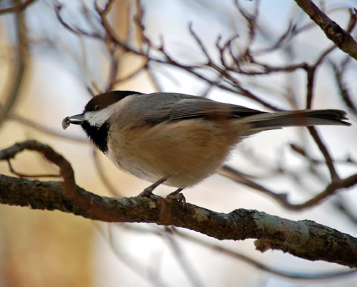 snowy chickadee2011db - Spring Bird Migration Coming Soon Along the Gulf Coast