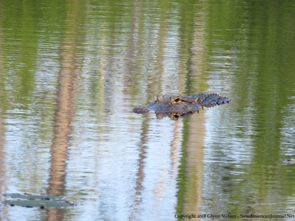 Alligator DauphinIsland41818a 1200x900 - Bird Watching Takes on a Whole New Meaning for Famous Dauphin Island Gator