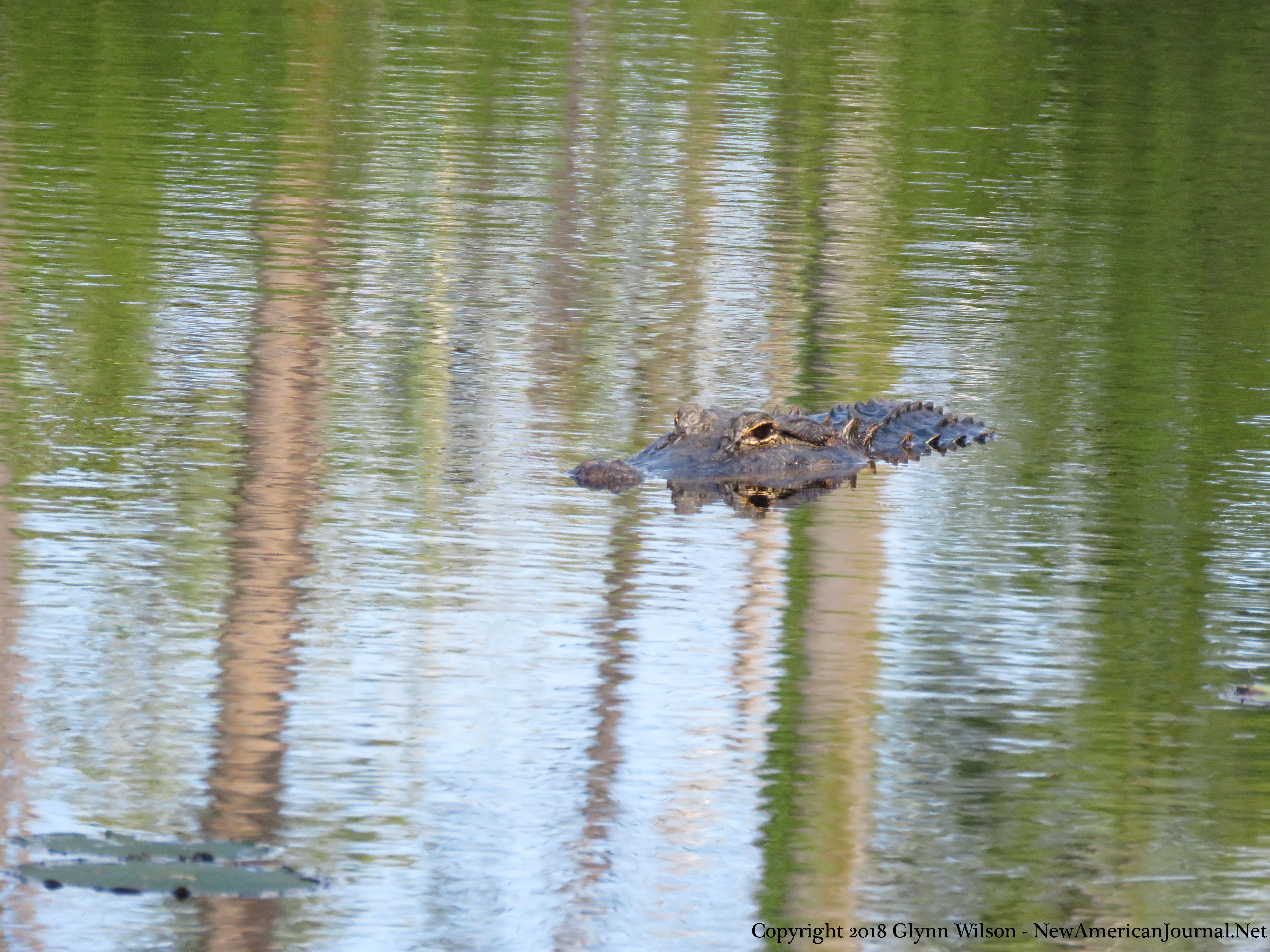 Alligator_DauphinIsland41818a New American Journal