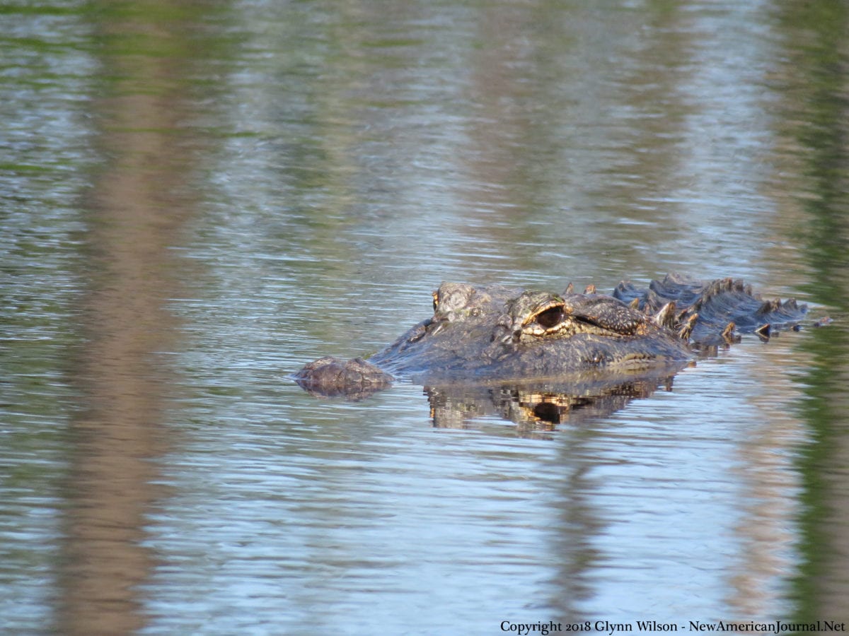 Alligator DauphinIsland41818b 1200x900 - Bird Watching Takes on a Whole New Meaning for Famous Dauphin Island Gator
