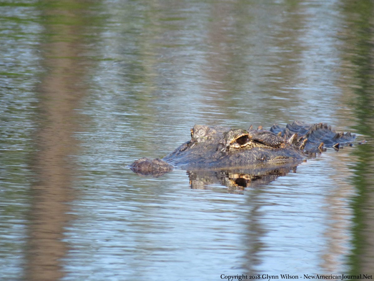 Bird Watching Takes on a Whole New Meaning for Famous Dauphin Island Gator Alligator DauphinIsland41818b 1200x900 - Bird Watching Takes on a Whole New Meaning for Famous Dauphin Island Gator
