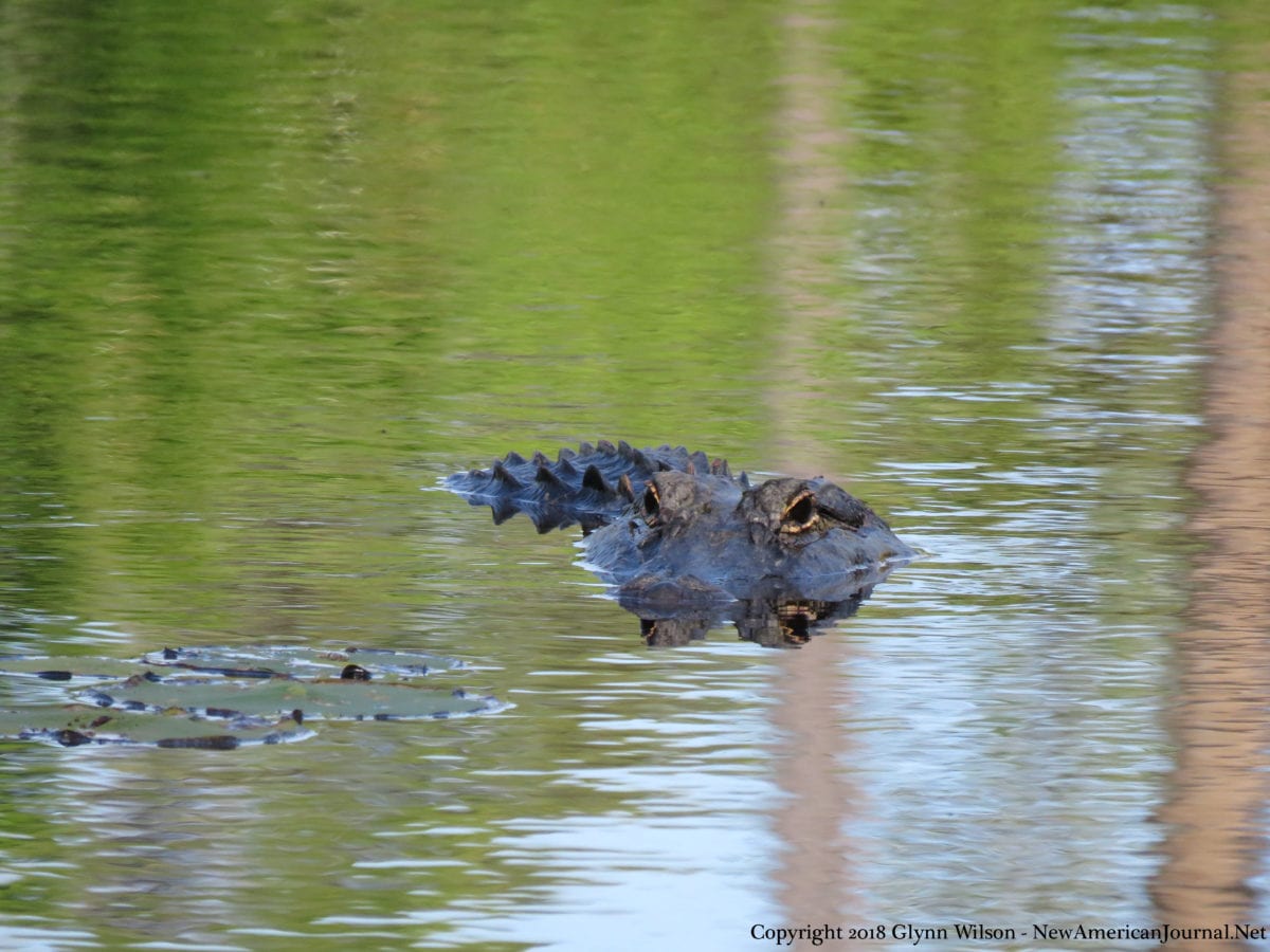 Alligator DauphinIsland41818c 1200x900 - Bird Watching Takes on a Whole New Meaning for Famous Dauphin Island Gator