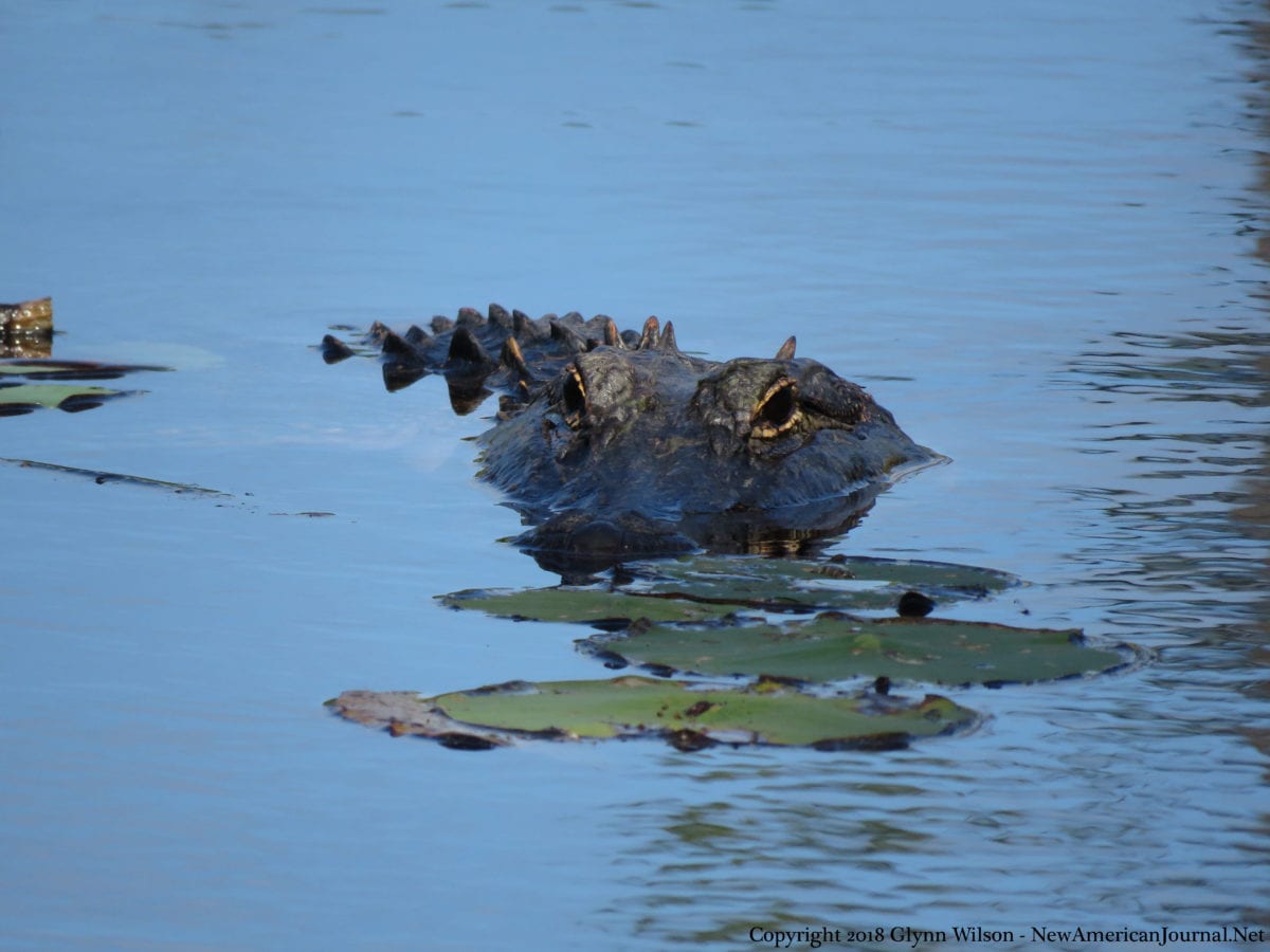Alligator DauphinIsland41818d 1200x900 - Bird Watching Takes on a Whole New Meaning for Famous Dauphin Island Gator