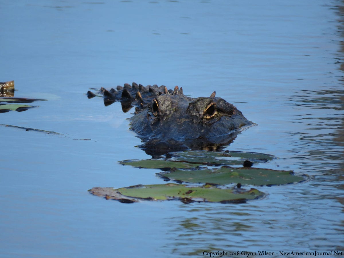 Bird Watching Takes on a Whole New Meaning for Famous Dauphin Island Gator Alligator DauphinIsland41818d 1200x900 - Bird Watching Takes on a Whole New Meaning for Famous Dauphin Island Gator