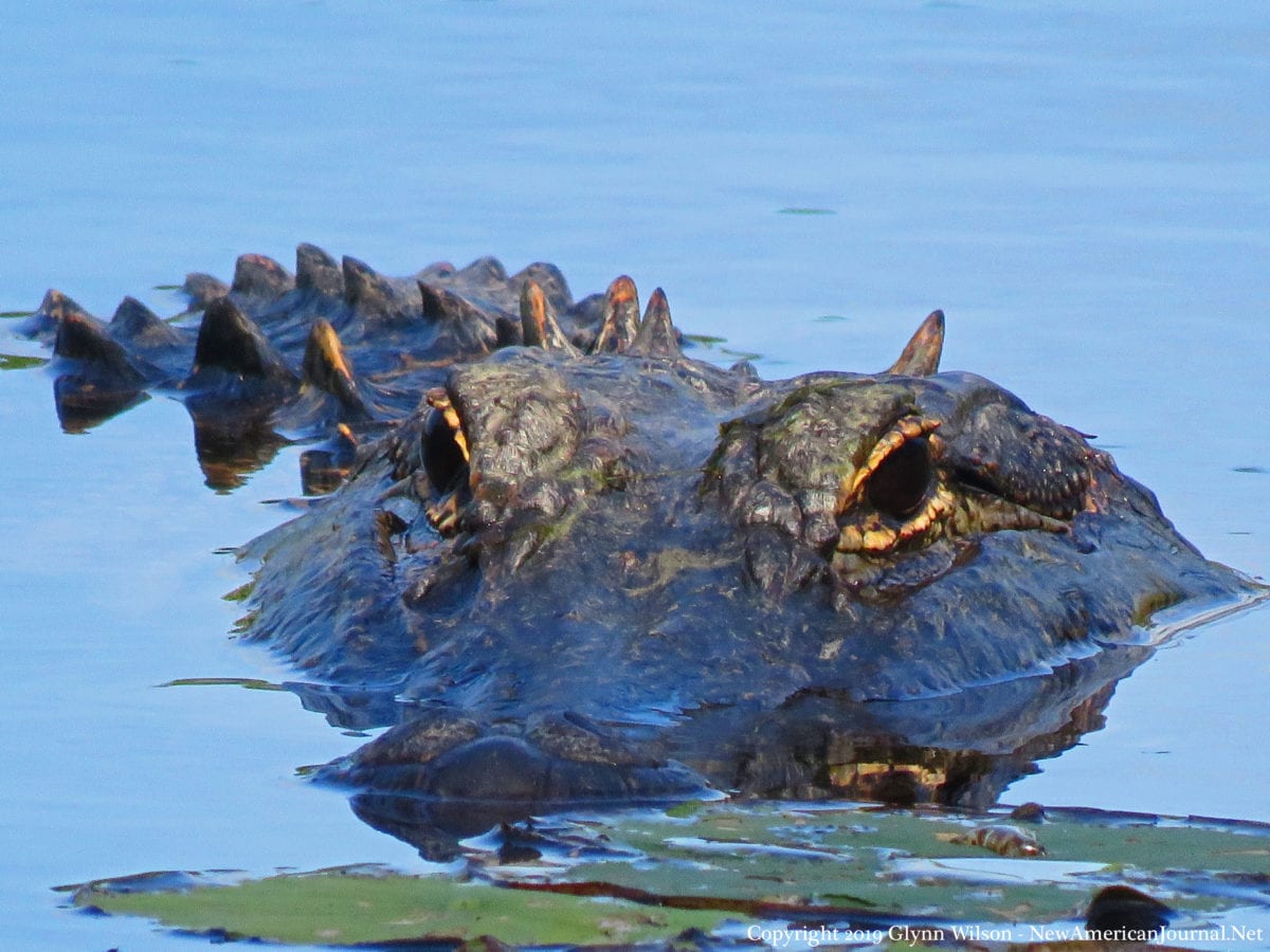 Alligator DauphinIsland41818e 1200x900 - Scott Pruitt Should Have Been Fired from EPA for Violating the Agency's Mission