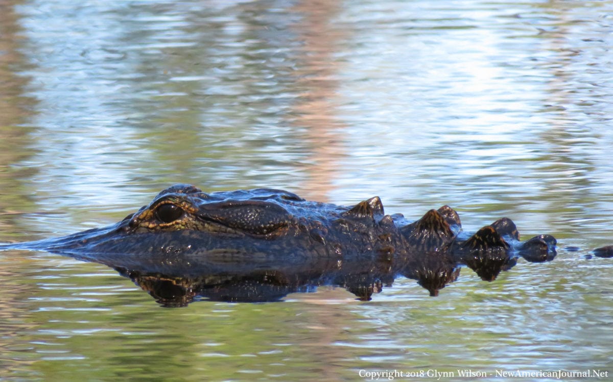 Alligator DauphinIsland41818f 1200x748 - Bird Watching Takes on a Whole New Meaning for Famous Dauphin Island Gator