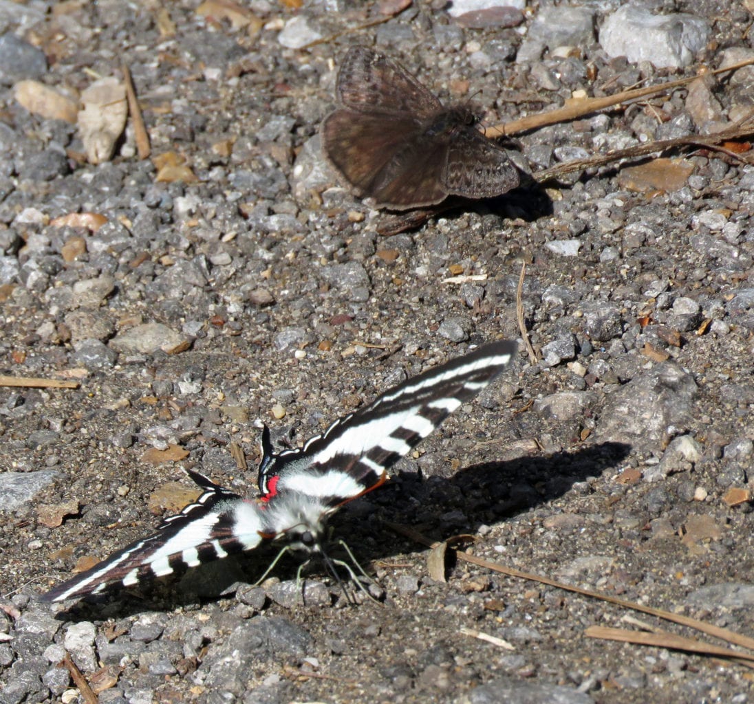 Buck's Pocket State Park Campground Could Reopen in the Fall BucksPocket butterfly1a 1096x1024 - Buck's Pocket State Park Campground Could Reopen in the Fall