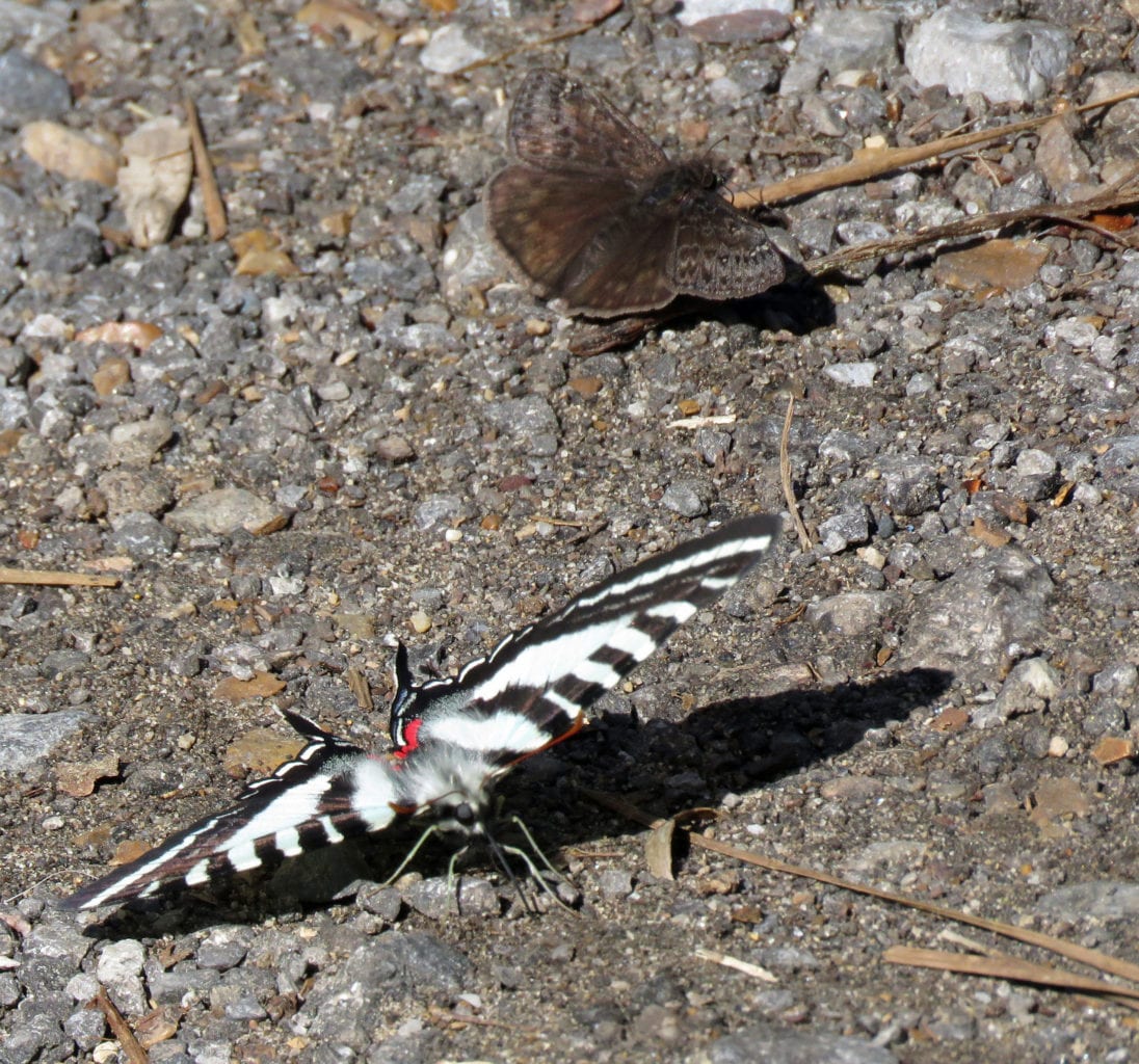 BucksPocket butterfly1a 1096x1024 - Buck's Pocket State Park Campground Could Reopen in the Fall