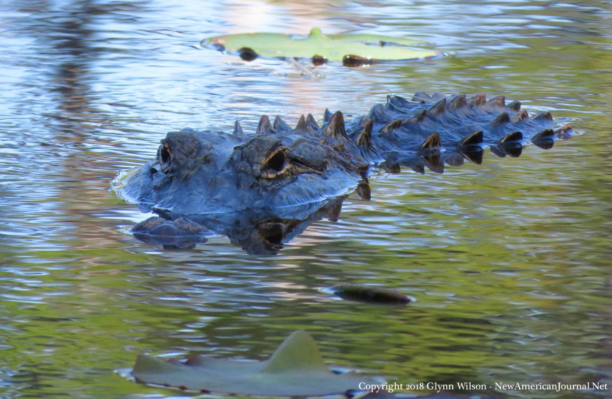 Gator DauphinIsland41818g 1200x783 - Bird Watching Takes on a Whole New Meaning for Famous Dauphin Island Gator
