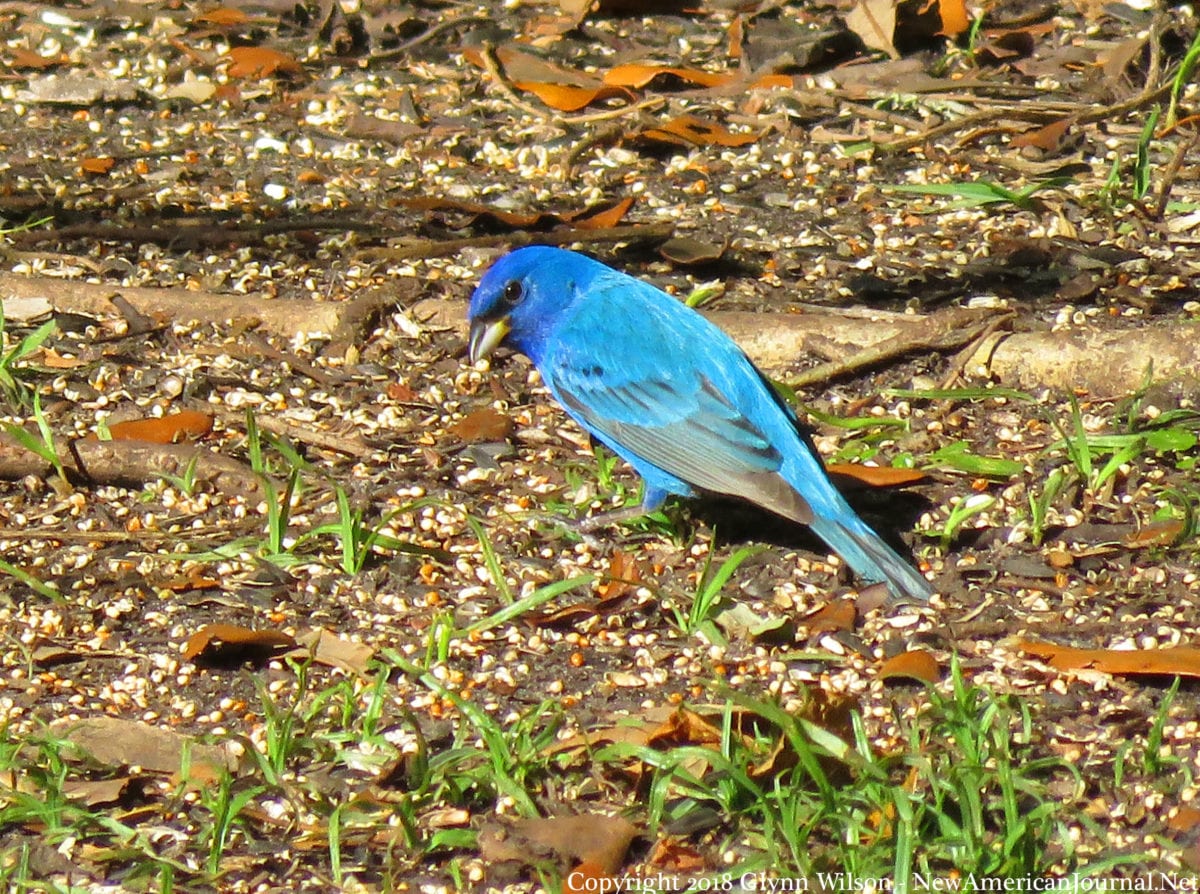 Indigo Bunting41818a 1200x894 - Fall Bird Migration Kicks Off Tuesday Sept. 12