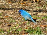 Indigo-Bunting41818a