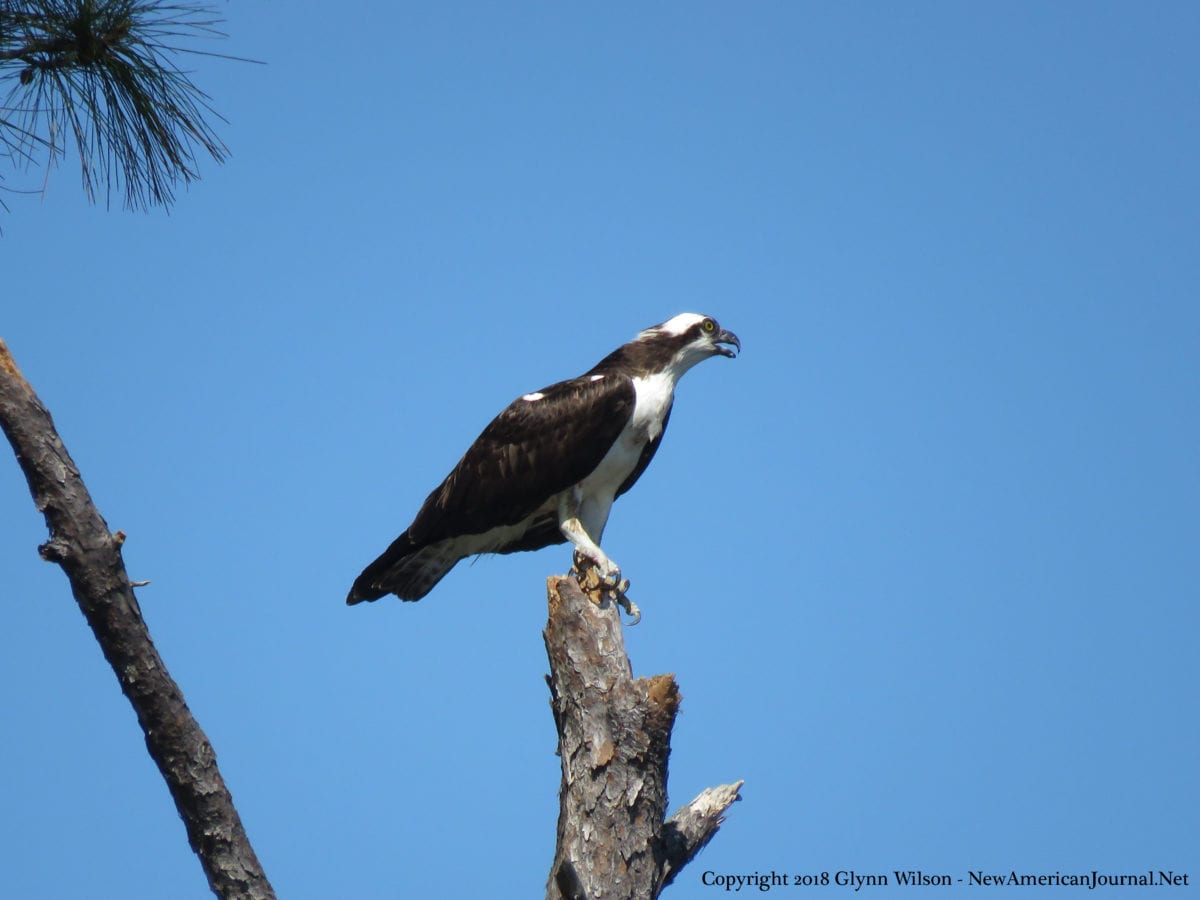 Osprey DauphinIsland41818b 1200x900 - An Osprey Fishing in the Audubon Bird Sanctuary on Dauphin Island