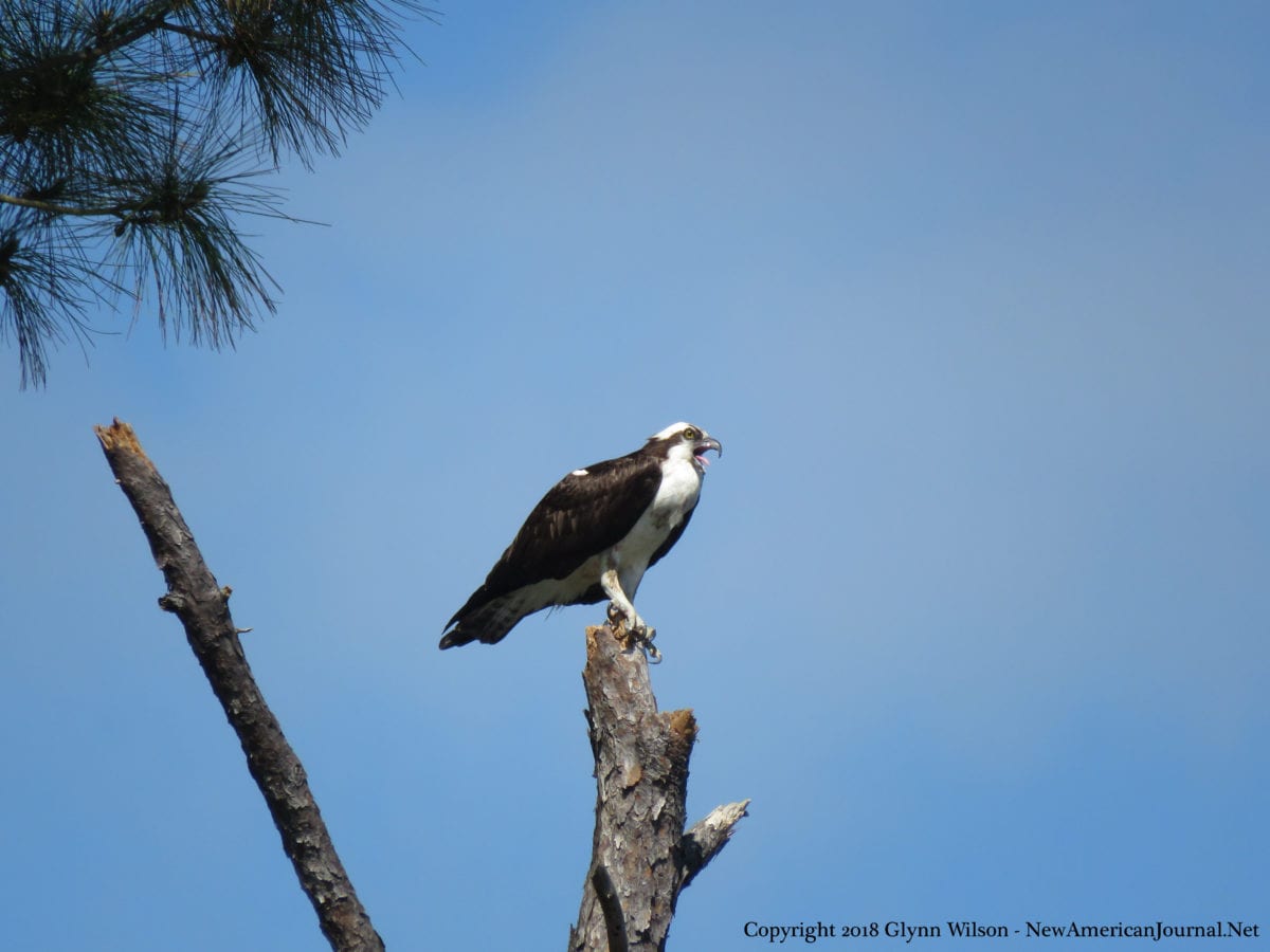 Osprey DauphinIsland41818e 1200x900 - An Osprey Fishing in the Audubon Bird Sanctuary on Dauphin Island