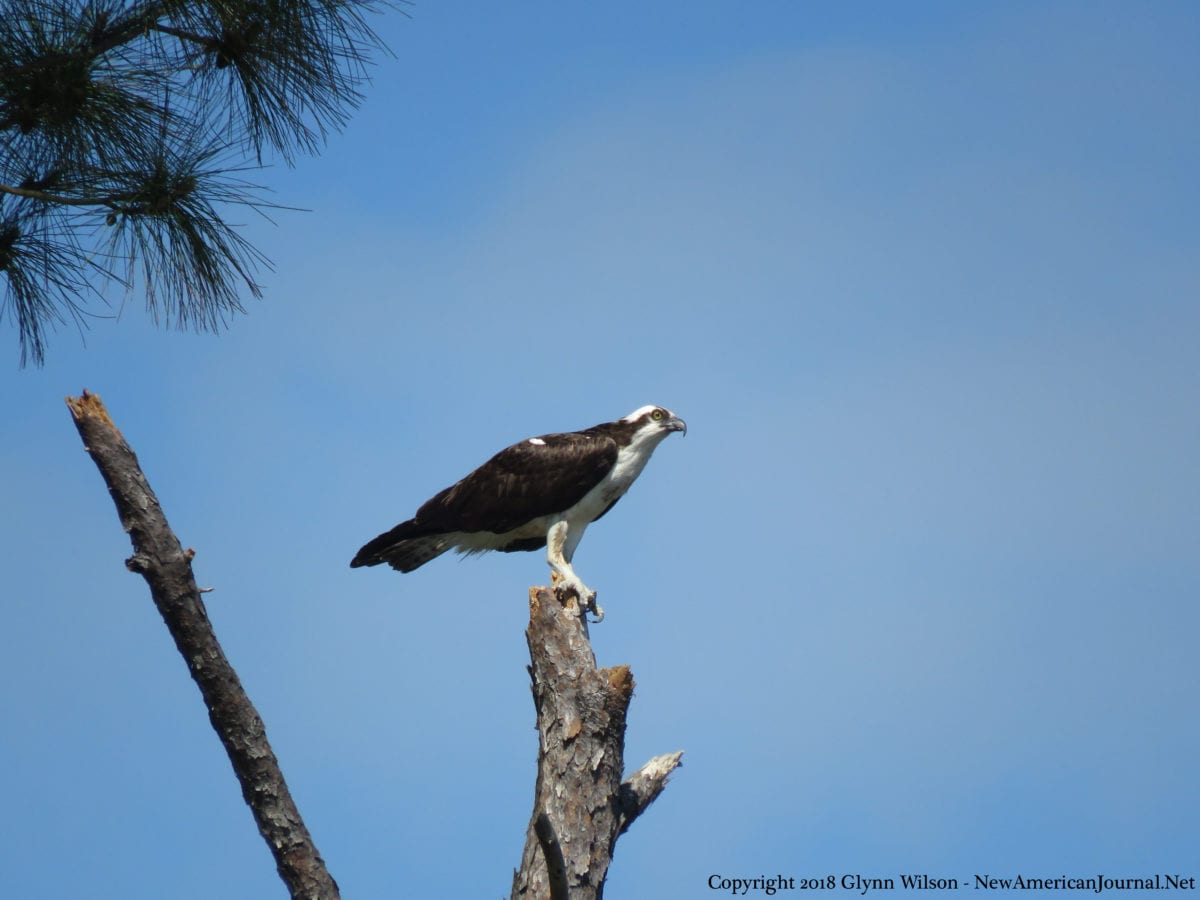 Osprey DauphinIsland41818f 1200x900 - An Osprey Fishing in the Audubon Bird Sanctuary on Dauphin Island