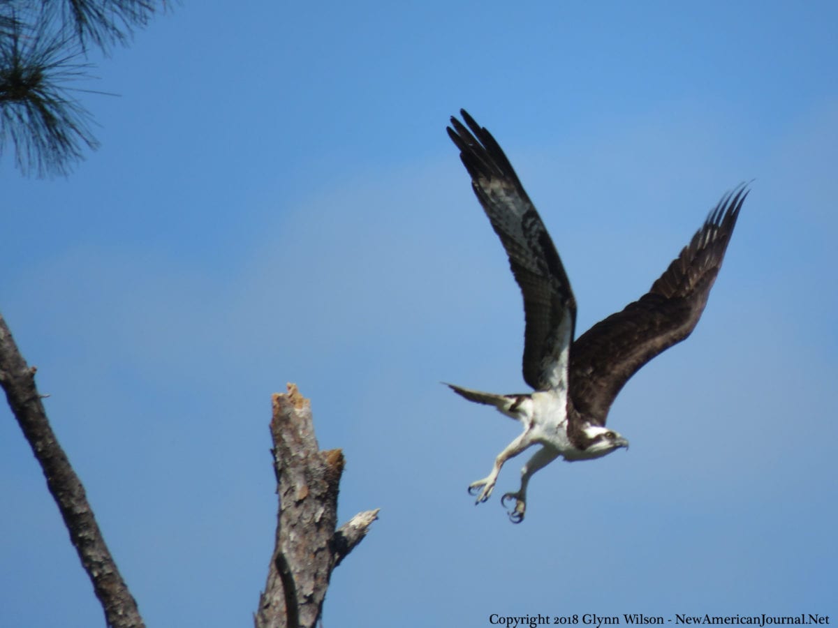 Osprey DauphinIsland41818g 1200x900 - An Osprey Fishing in the Audubon Bird Sanctuary on Dauphin Island