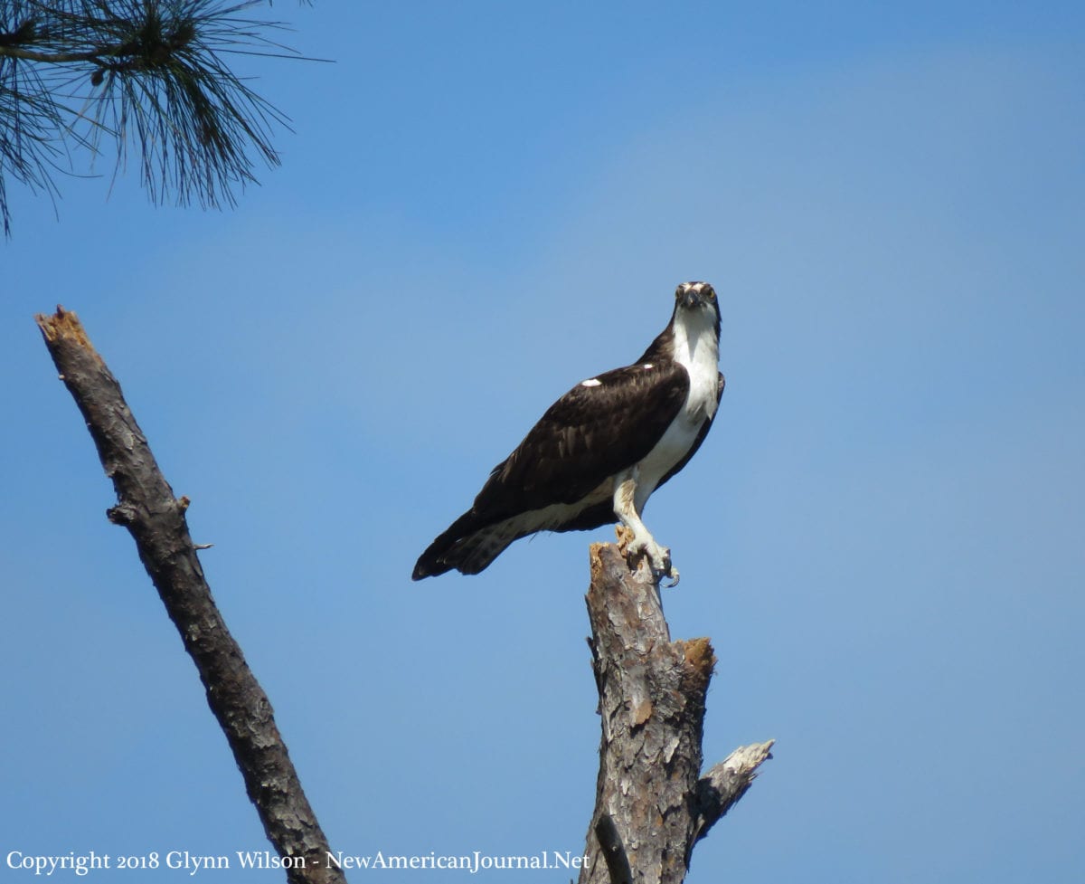 Osprey DauphinIsland41818h 1200x977 - Spring Bird Migration on the Gulf Coast in Full Swing