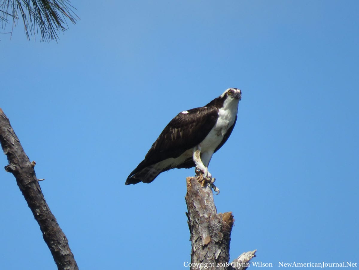 Osprey DauphinIsland41818i 1200x905 - An Osprey Fishing in the Audubon Bird Sanctuary on Dauphin Island