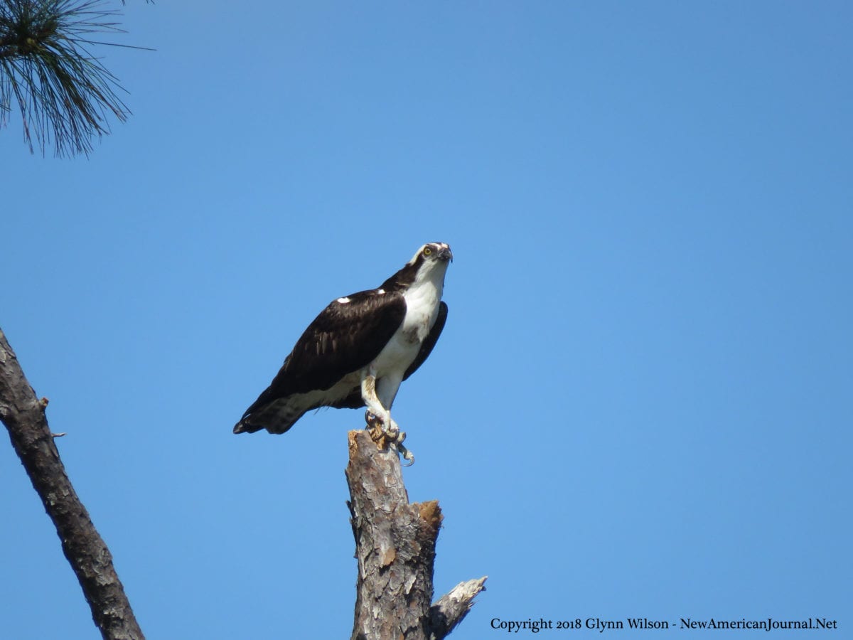 Osprey DauphinIsland41919c 1200x900 - An Osprey Fishing in the Audubon Bird Sanctuary on Dauphin Island