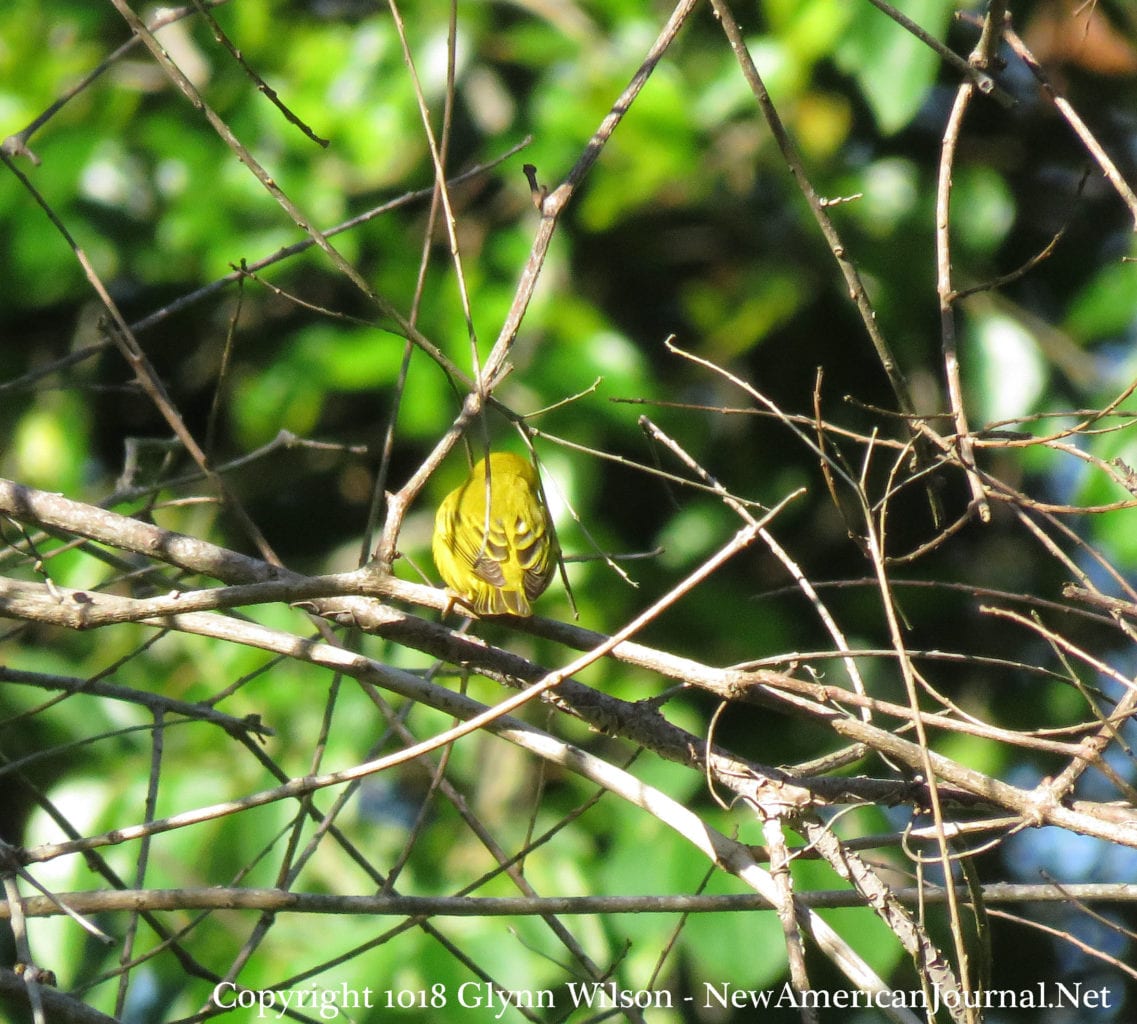 YellowWarbler DauphinIsland41818a 1137x1024 - Spring Bird Migration on the Gulf Coast in Full Swing