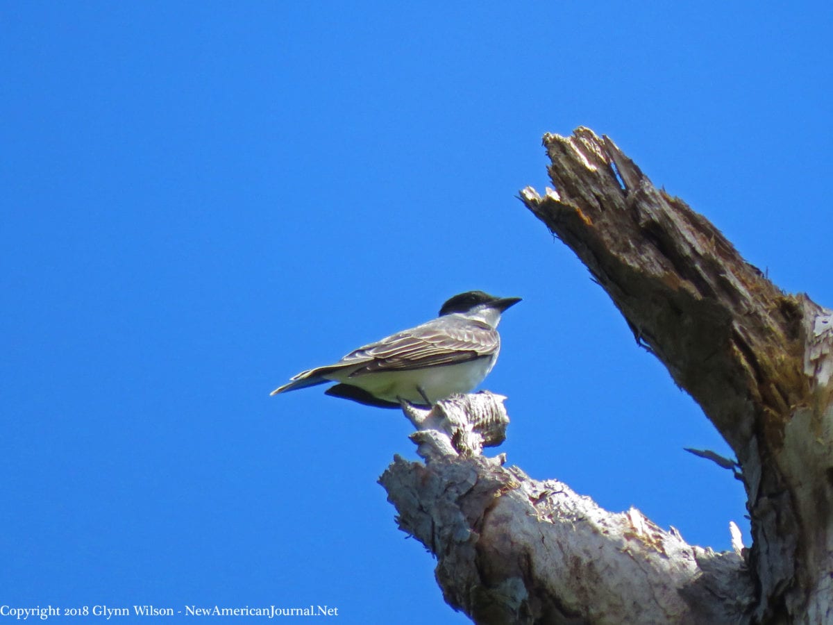 kingbird DauphinIsland41818a 1200x900 - Spring Bird Migration on the Gulf Coast in Full Swing