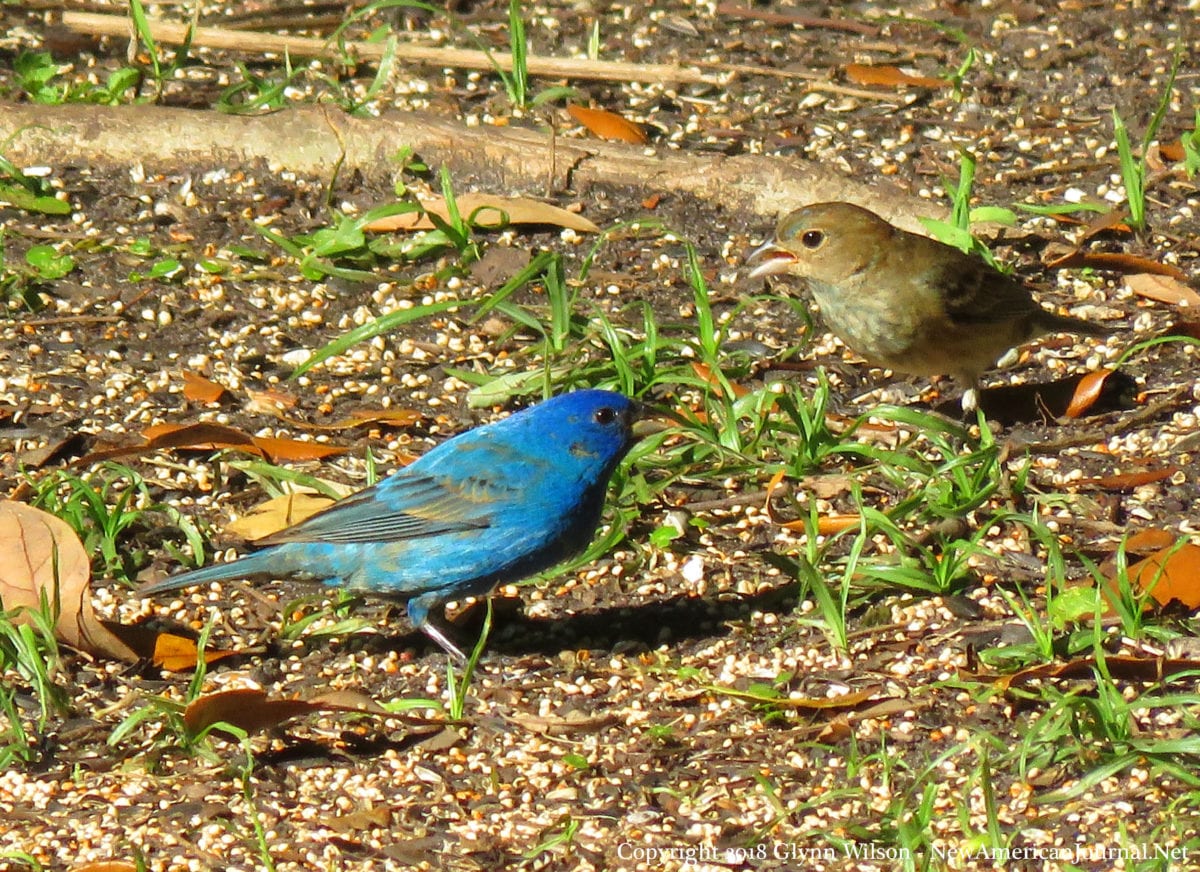male female IndigoBunting41818b 1200x872 - Spring Bird Migration on the Gulf Coast in Full Swing