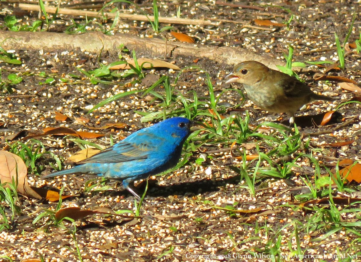 male-female_IndigoBunting41818b