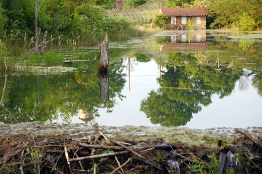 Watercress Darter Habitat Restoration Project Underway on Village Creek roebuck pond1b - Watercress Darter Habitat Restoration Project Underway on Village Creek