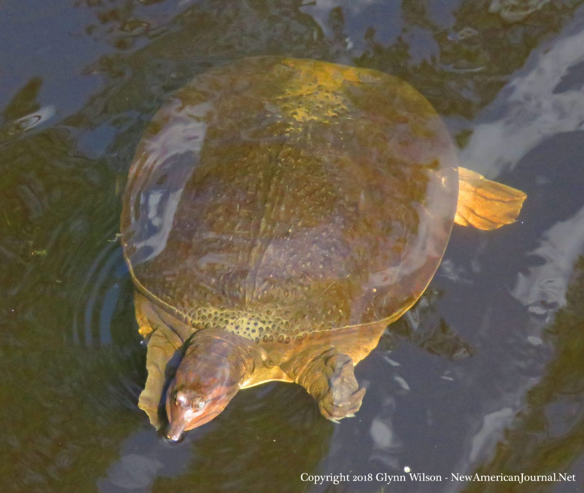 softshell-turtle_DauphinIsland41818b