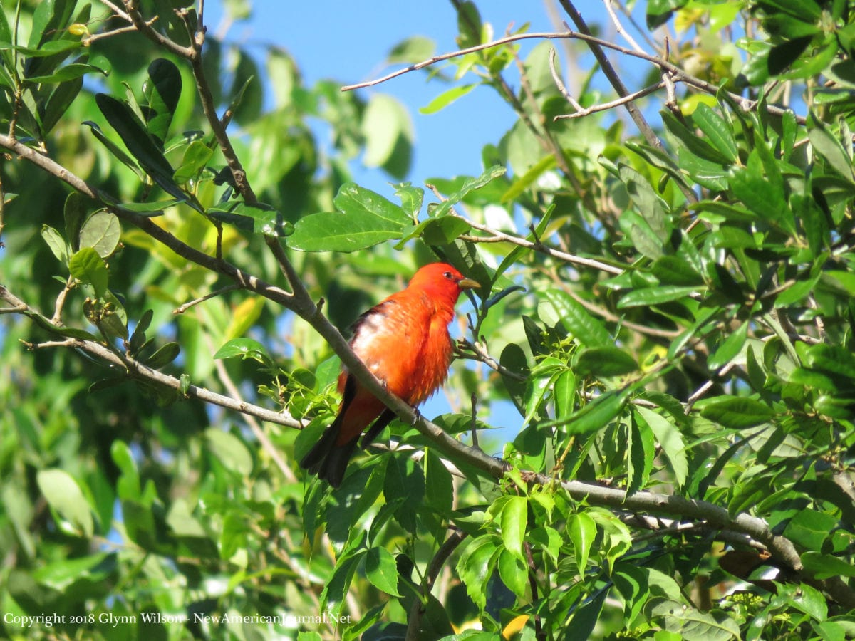 summer tanager DauphinIsland41818a 1200x900 - Spring Bird Migration on the Gulf Coast in Full Swing