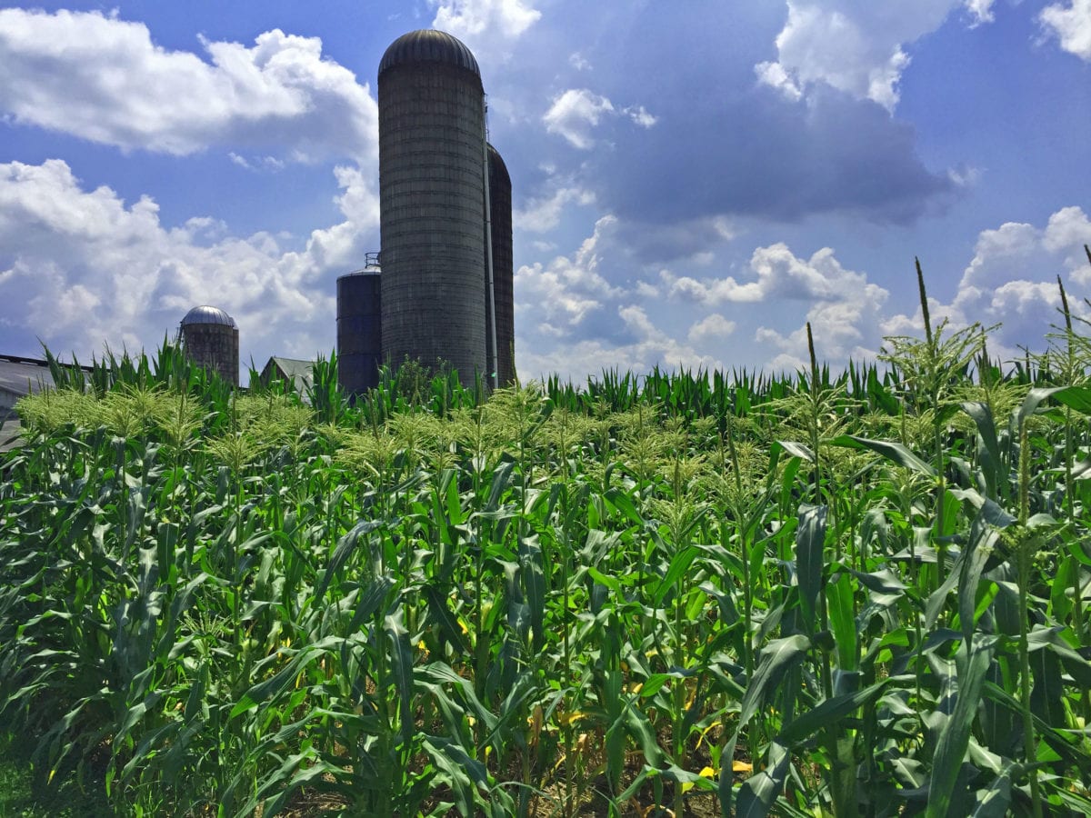 Amish corn1a 1200x900 - Hell Hath No Fury, Like Mother Nature Provoked